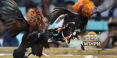 Inside Cockfighting WINPH: The Thrill, the Action, the Real Winnings!