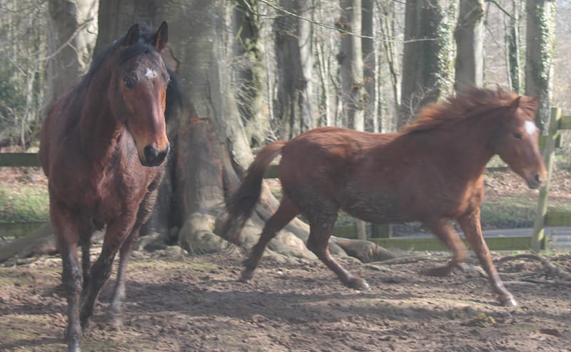 Bulletin d'adhésion