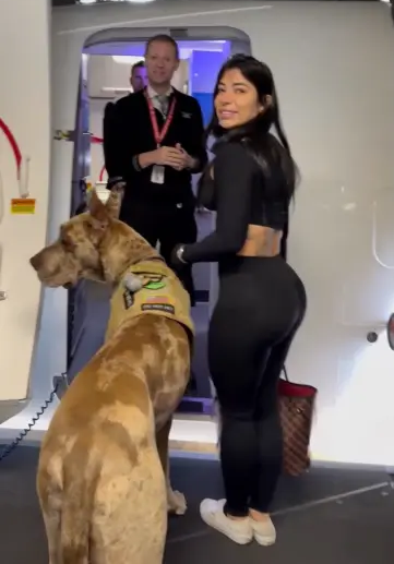 L'influencer sexy porta un enorme cane come animale di servizio in volo