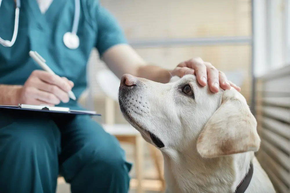 Come i cani possono aiutare i pazienti di pronto soccorso. Rivista scientifica PLOS ONE