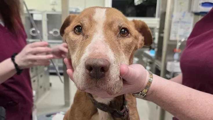 Una vita di sofferenza, un’ultima carezza d’amore: addio a Baby, il cane salvato troppo tardi.