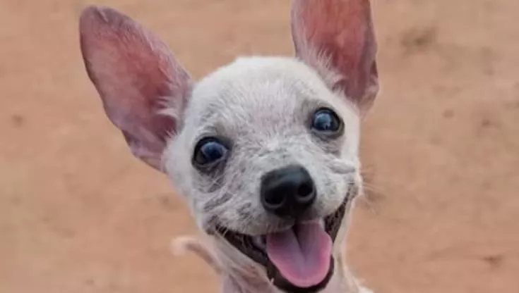 La storia di Re Julian, il cane calvo che ha sconfitto una misteriosa malattia