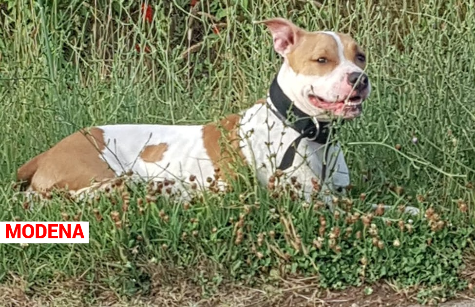 Attenti al vostro cane, potrebbe sparire in modi misteriosi. Non lasciateli incustoditi