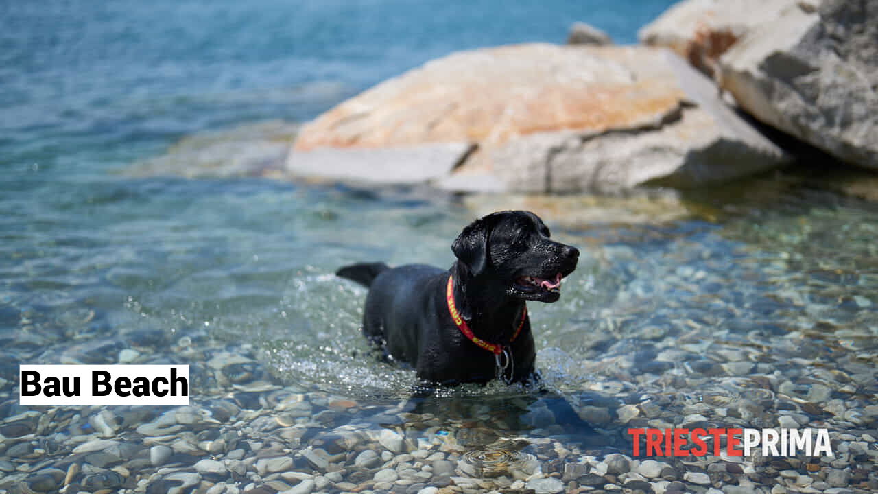 Bau Beach a Barcola: una spiaggia per cani tra civiltà, turismo e inclusione
