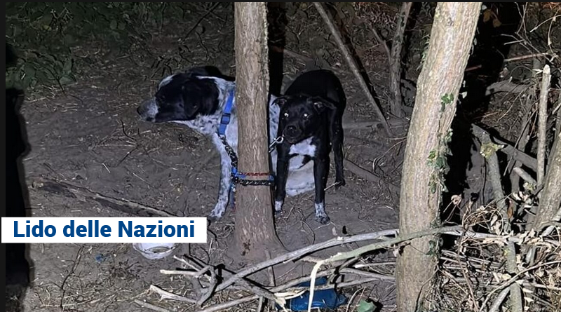 Due cani abbandonati nel bosco, salvati e affidati al canile, denunciato il proprietario
