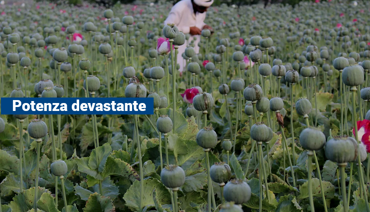 Sintetizzato in Australia un oppioide 1000 volte più potente della morfina