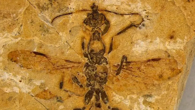 Scoperto in Brasile il fossile della “formica dell’inferno”