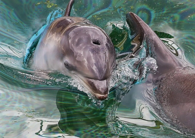 Che fine faranno le orche e i delfini bloccati a Marineland