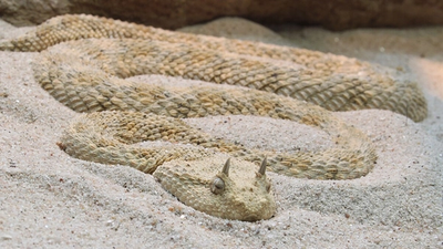 In terapia intensiva dopo essere stato morso da una vipera esotica