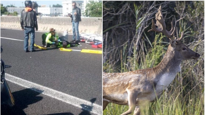 In moto contro un daino in autostrada A13: gravissimo all'ospedale.