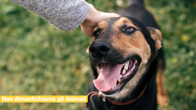 OpenDay del canile di Ferrara; 2025 state registrate solo 5 adozioni