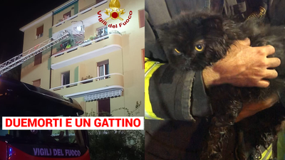 Due persone in ospedale. Tentavano di salvare i gatti, un micio è morto