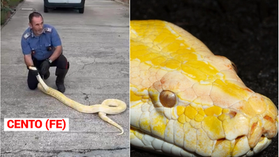 Cento (Fe) Un pitone moluro di tre metri, fuggito dalla casa in cui si trovava