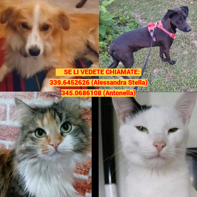 Un veicolo dell’associazione "Zampa nel cuore - Sezione Nordest", che trasportava animali destinati all’adozione, è rimasto coinvolto in un violento scontro con un’altra auto.