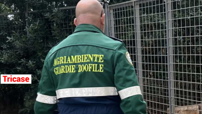 ''Trovano'' una pecora nella campagna e la macellano, denunciati coniugi