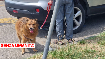 Reggio Emilia, cane lasciato in auto sotto al sole, salvato in extremis da una passante