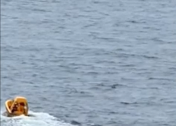 Disney Dream, un padre si è lanciato in mare aperto per salvare la figlia di 8 anni caduta dal quarto ponte.