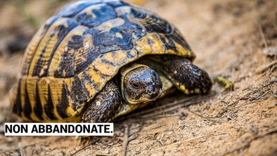 Tartarughe per strada a Reggio Emilia: fuga romantica o abbandono illegale?
