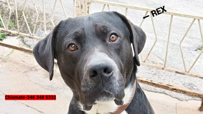 Rex, il cane del senzatetto morto in strada, cerca una nuova casa: appello urgente alla comunità