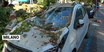Milano, nubifragio abbatte albero su chiosco: il day after tra rami e danni