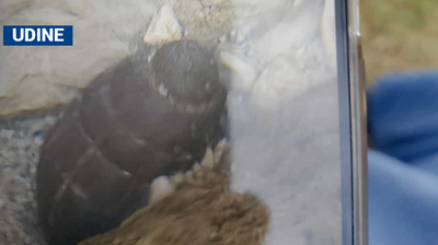 Passeggia lungo il torrente Resia e trova una bomba a mano inesplosa