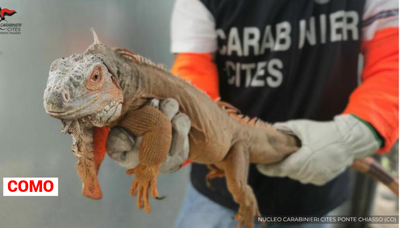 Multato di 40 mila euro per aver detenuto illegalmente un’iguana verde smeraldo lunga 1,20 metri