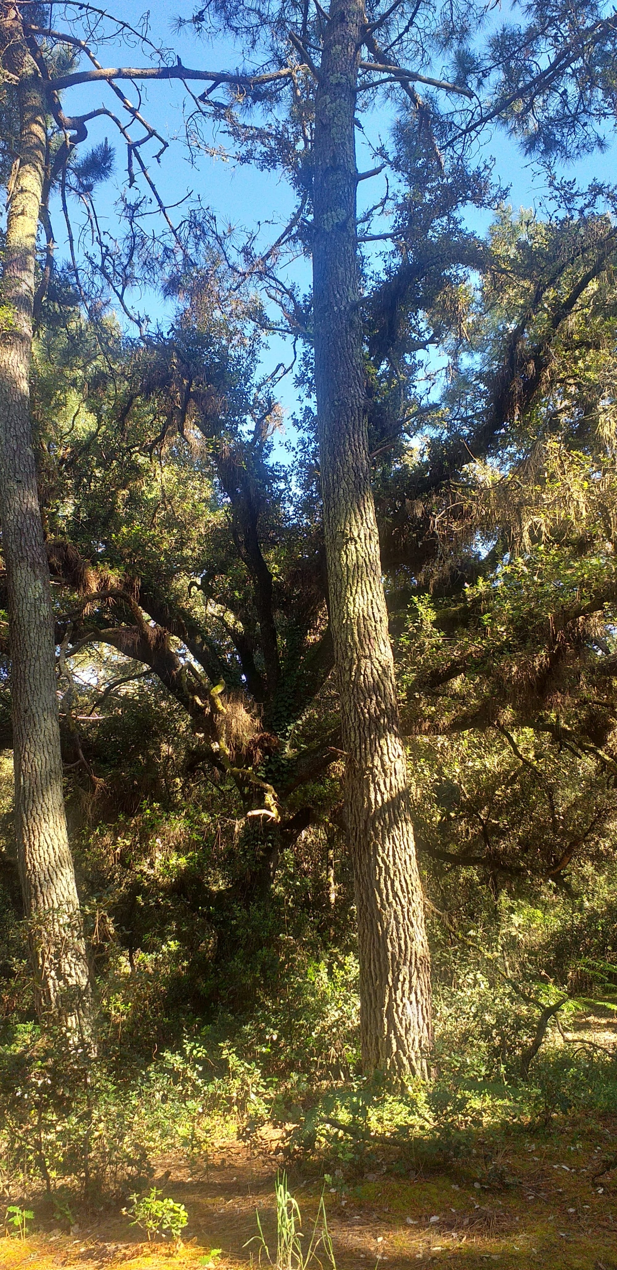 🦋 🏵️ Fêtons les Mamans en coeur 💞 avec la Forêt🌳​