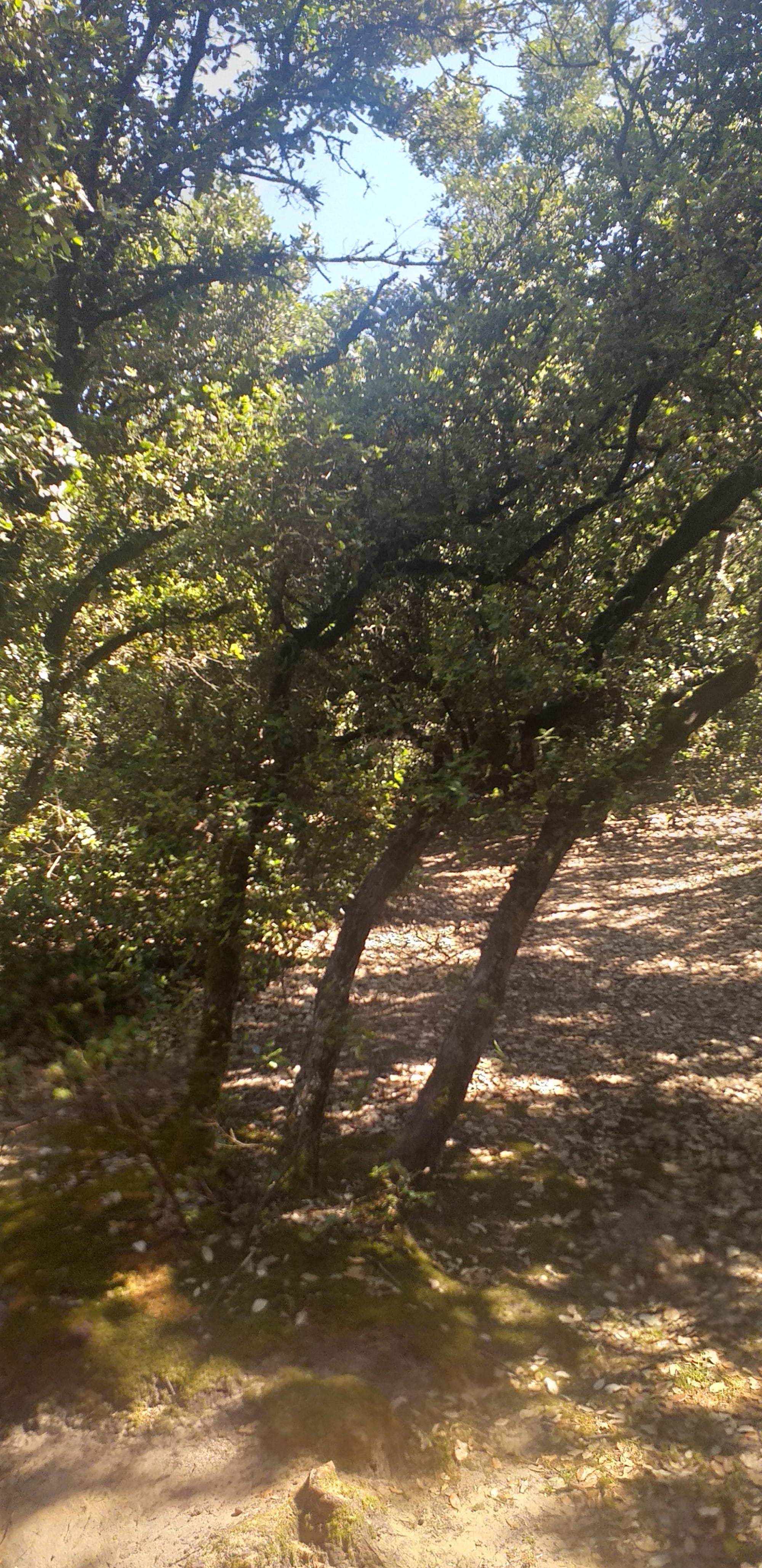 Programmation / Mois de Juin 🌞Bains de Forêt "Solstice d'été"🌳
