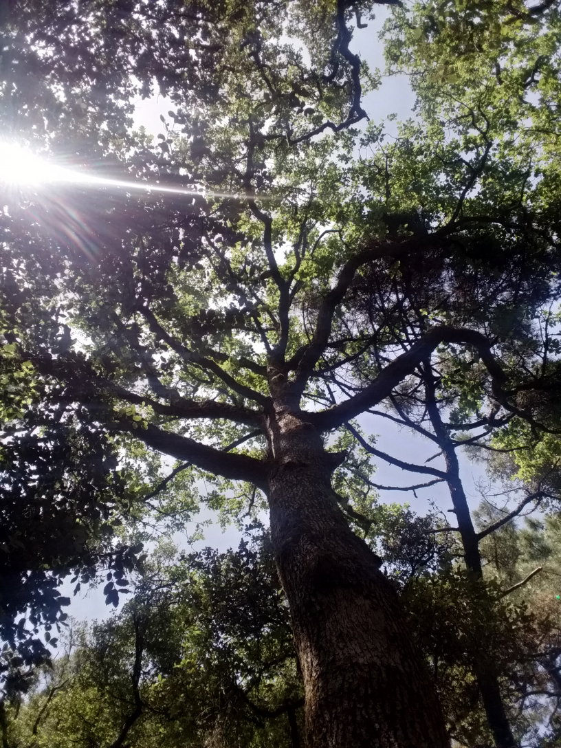 Programmation / Mois de Juin  🌳Bains de Forêt "Solstice d'été" 🌞 En Groupe de 6 Pers 👥👥👥+👥