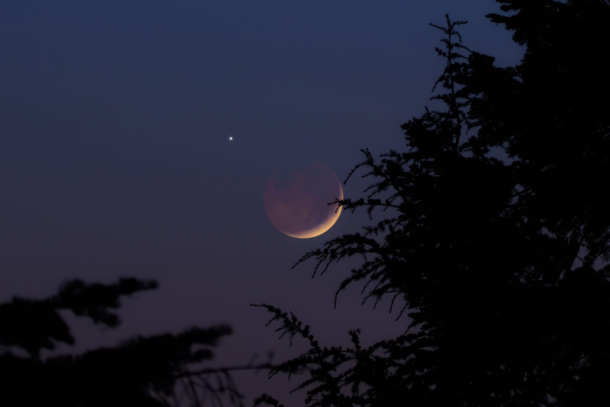 🌳Guidance Bain de Forêt Humaniste du Veillon🌘Lune éclipsée🌘