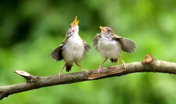 LOS MEJORES CANTOS DE AVES DEL SUR DE SANTA FE 2