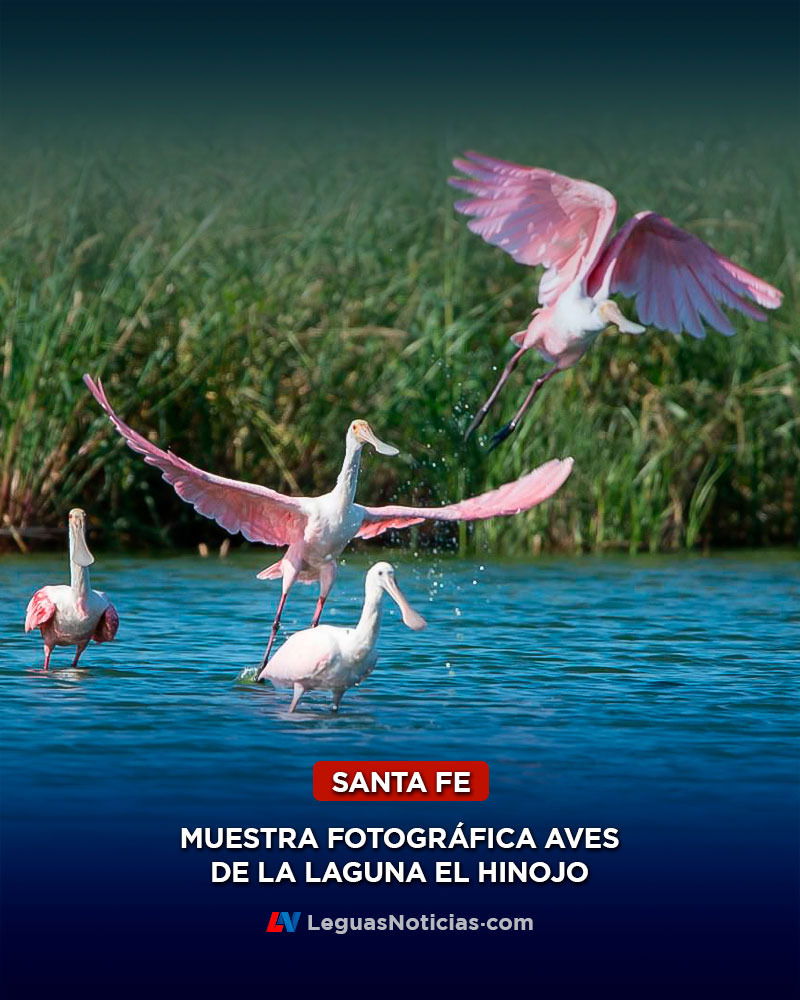 Presentación muestra: Aves de la Laguna El Hinojo