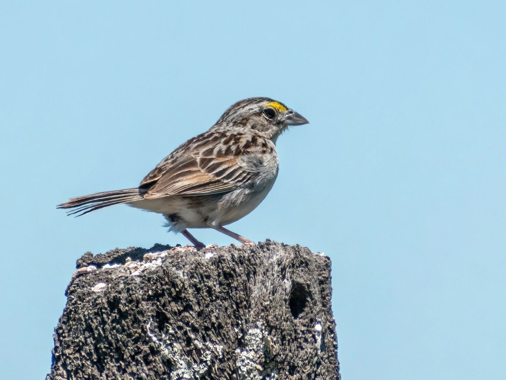 CACHILO CEJA AMARILLA