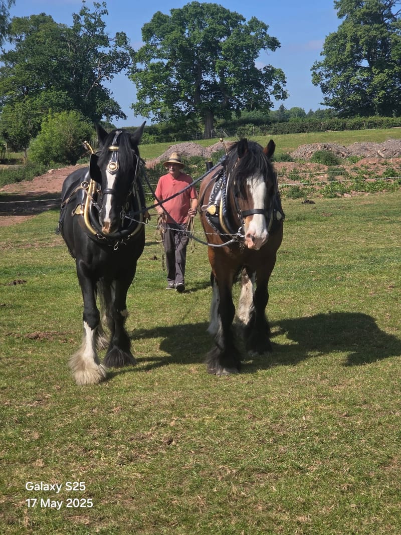 Demonstrating Long Reining