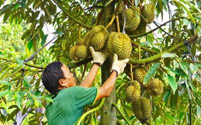 Xuat khau sau rieng sang Trung Quoc