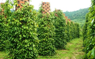 dang ky xuat khau ho tieu sang trung quoc
