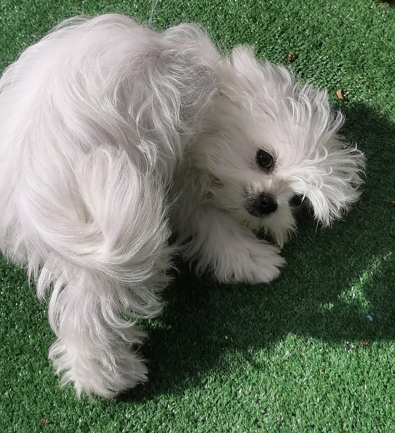 8 Tips to help your new puppy adjust to a new home