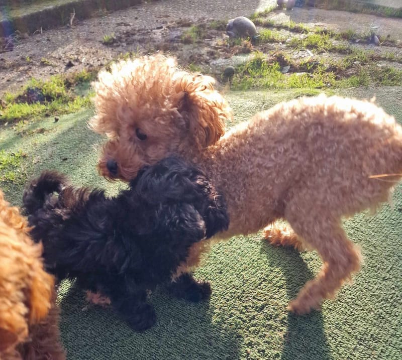 How to introduce a new dog to your current dog