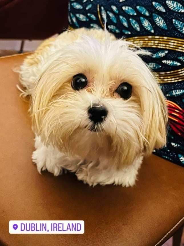 Setting schedules and developing a routine for your new puppy