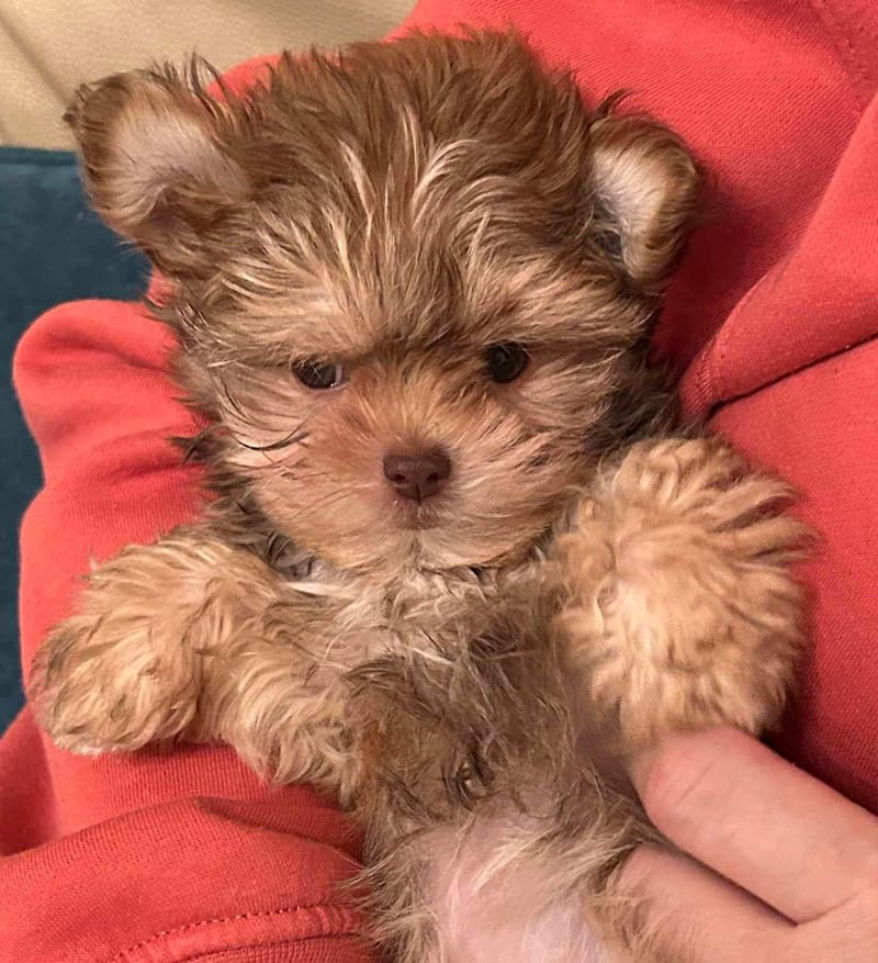 How to crate train your dog in 9 easy steps