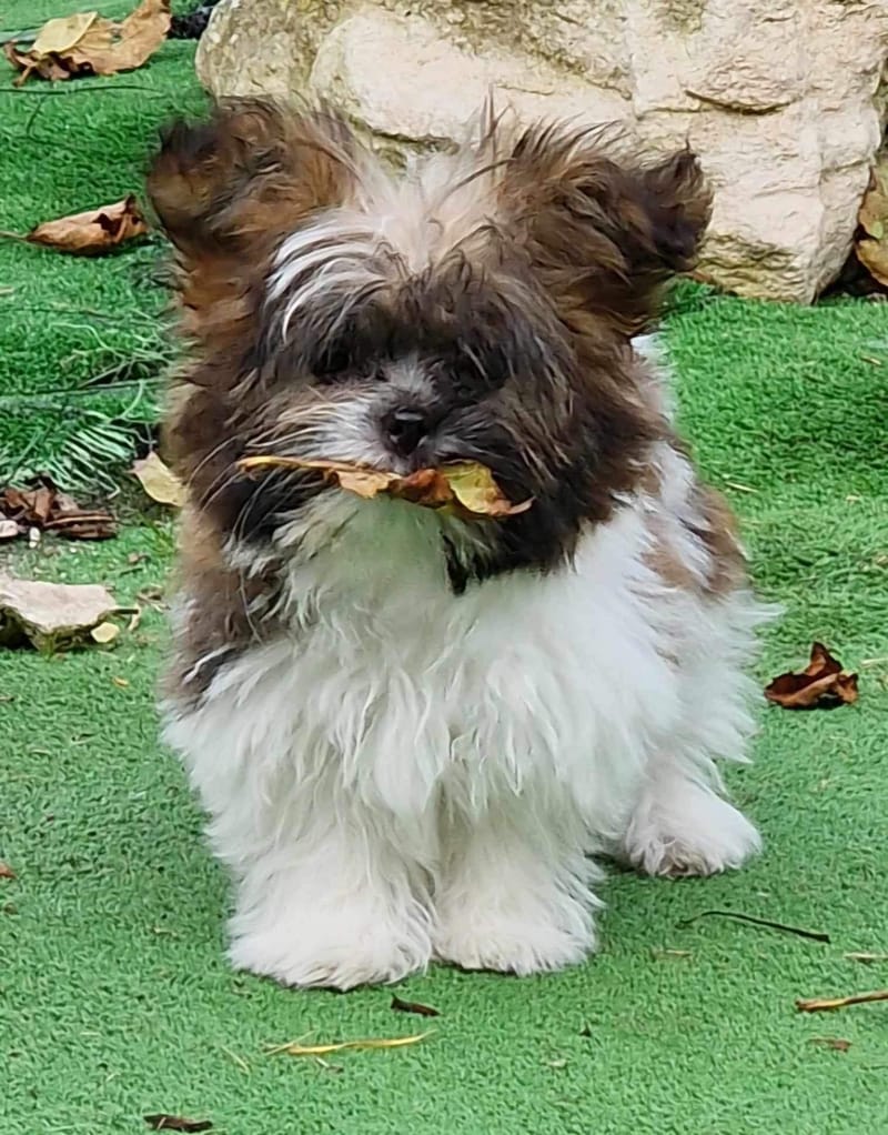 How to toilet train puppies