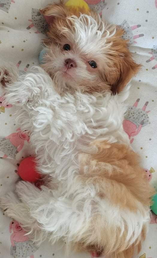 The importance of teaching your puppy how to be alone