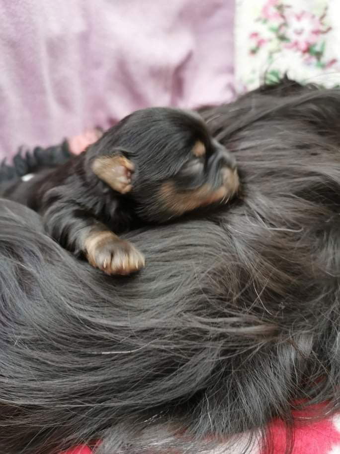 How to stop puppy biting and train bite inhibition