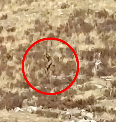 Finding the truth? Researchers launch multi-state investigation after viral video shows 'Bigfoot sighting' in Colorado