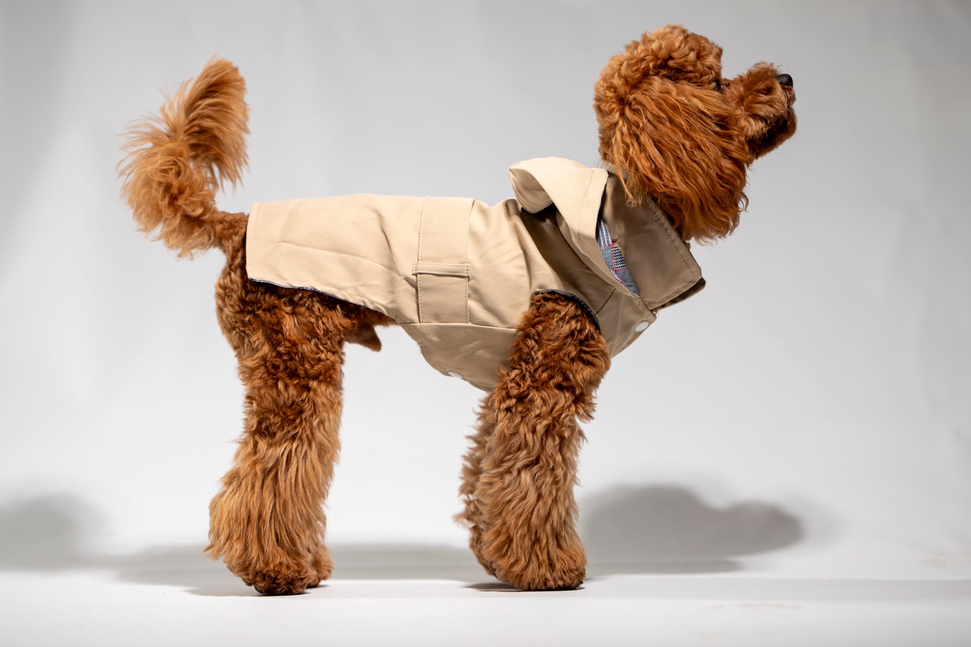 Дрибъл - toy poodle