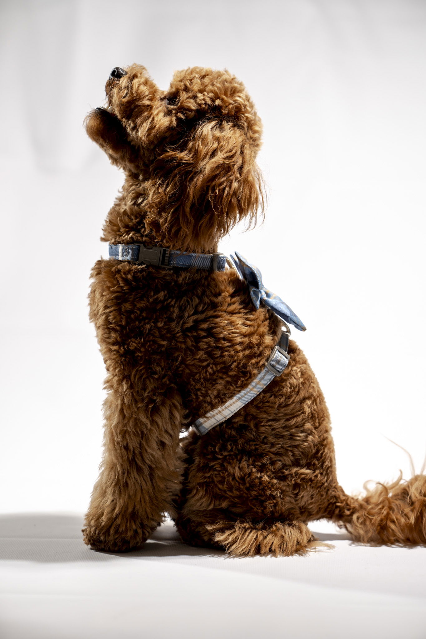 Дрибъл - toy poodle