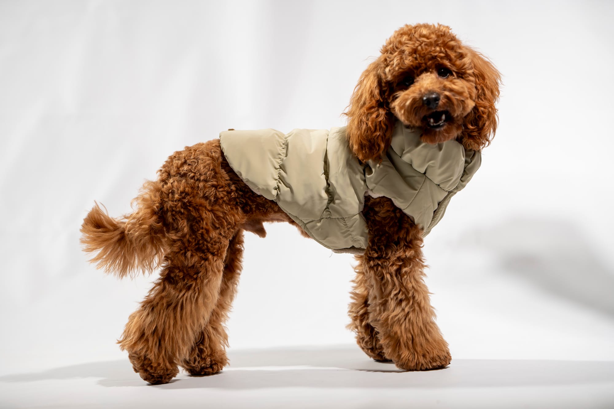 Дрибъл - toy poodle