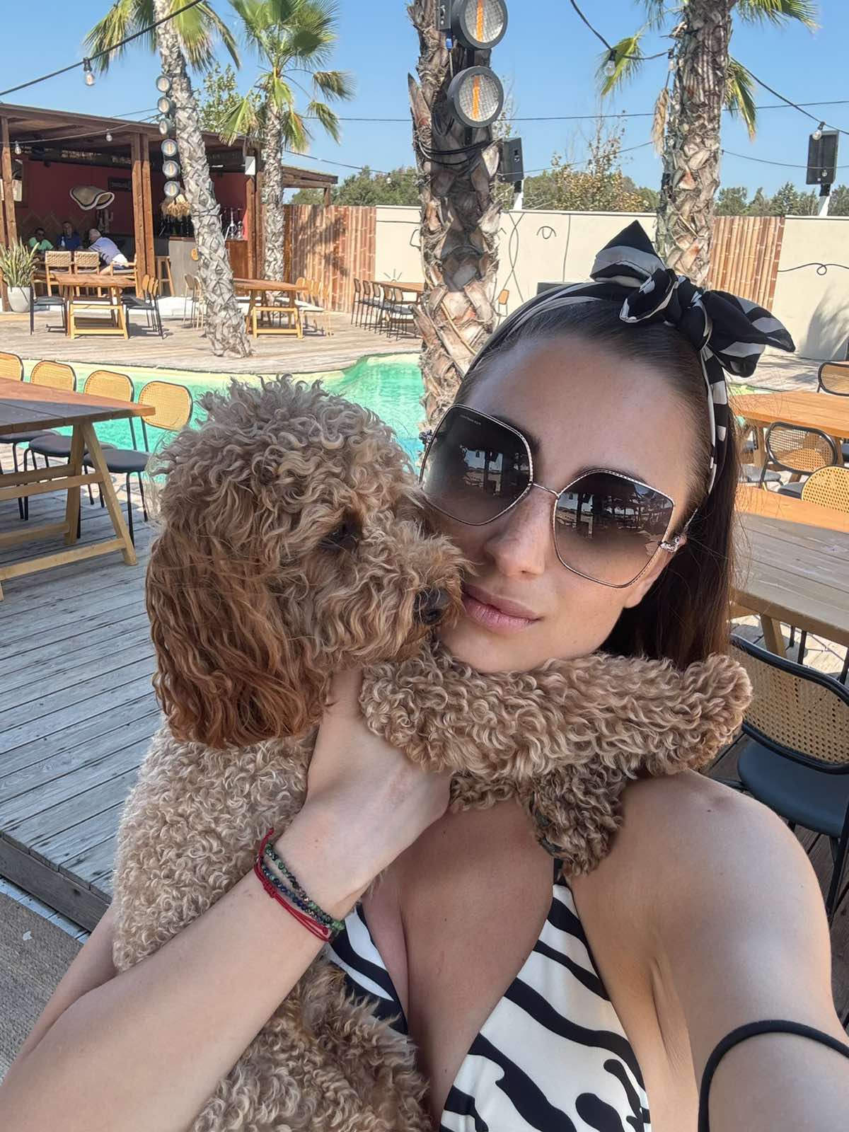 Дрибъл - toy poodle