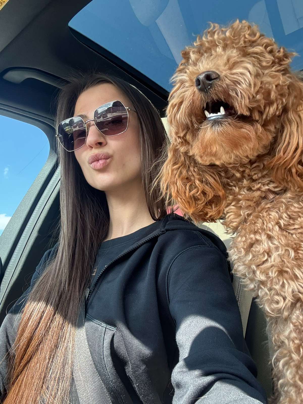 Дрибъл - toy poodle