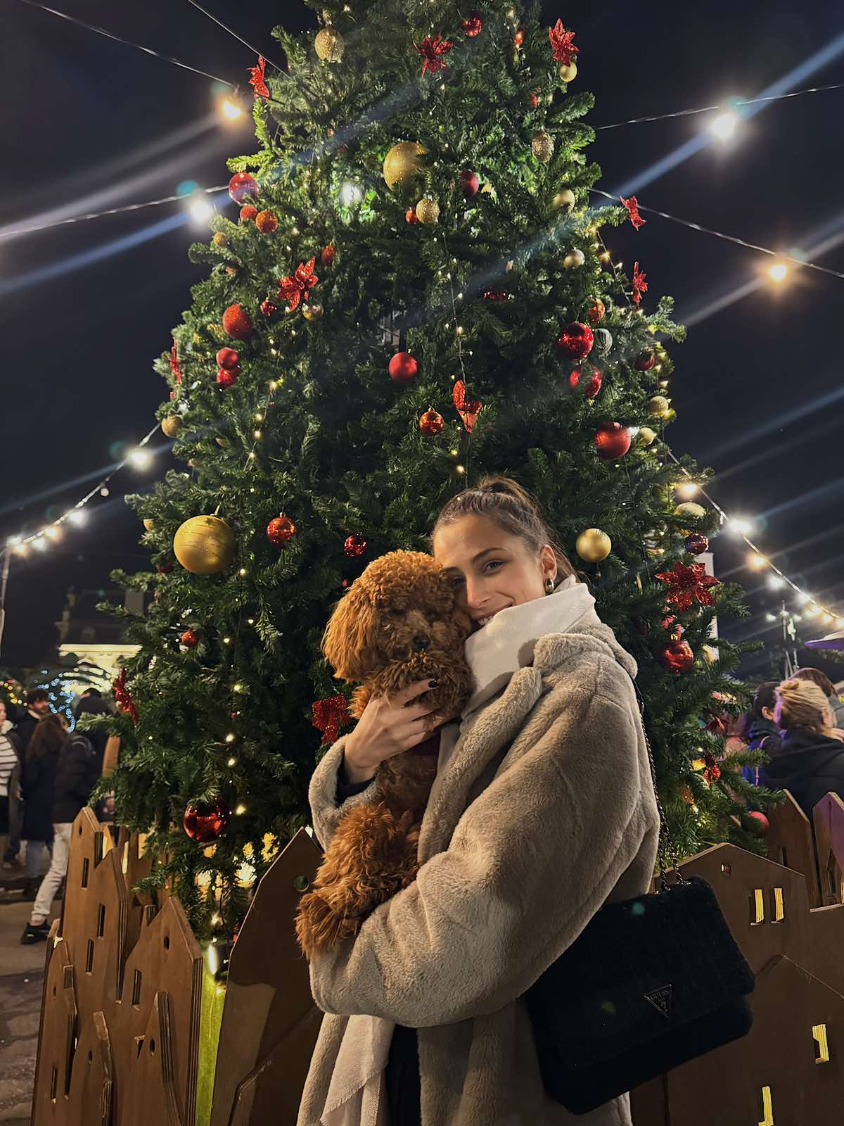 Дрибъл - toy poodle